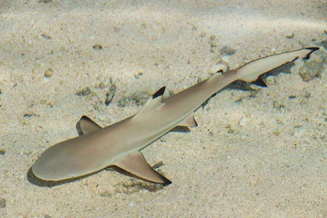 开云体育登录-法属波利尼西亚球员在比赛中表现优异